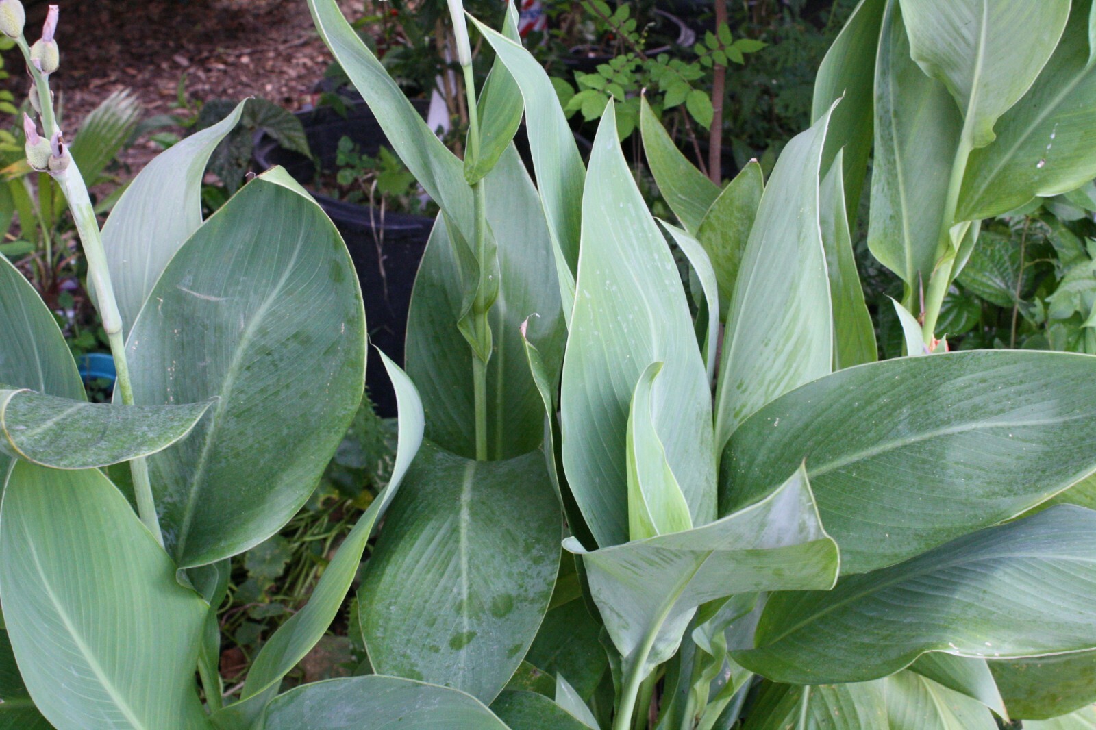 Tropical Seeds – Red Canna 10 Seed Pack