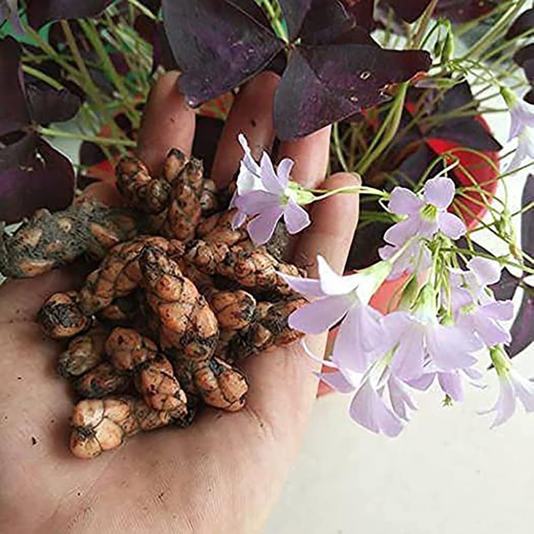 Lucky 10 Bulbs of Purple Shamrock Oxalis Triangularis – Ideal for Home Gardens