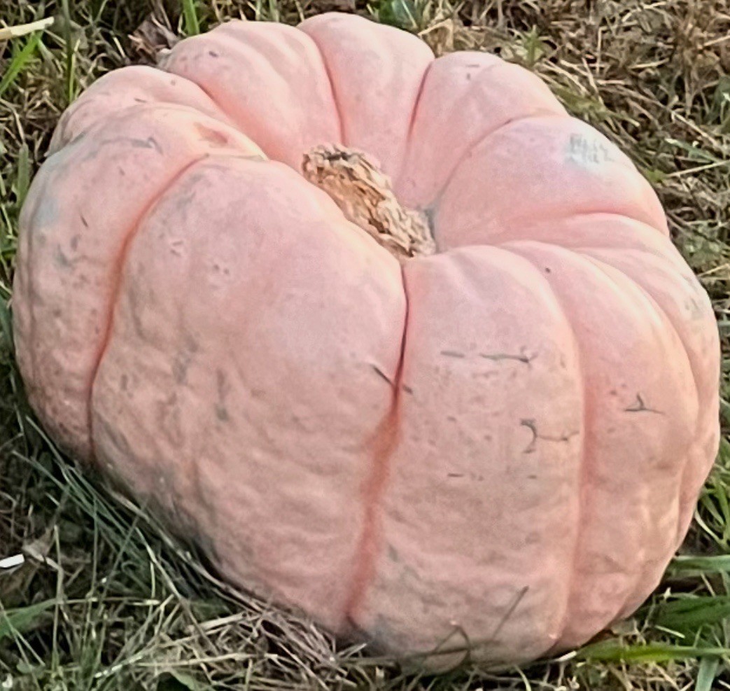 Porcelain Doll Pumpkin Seeds 10 Count