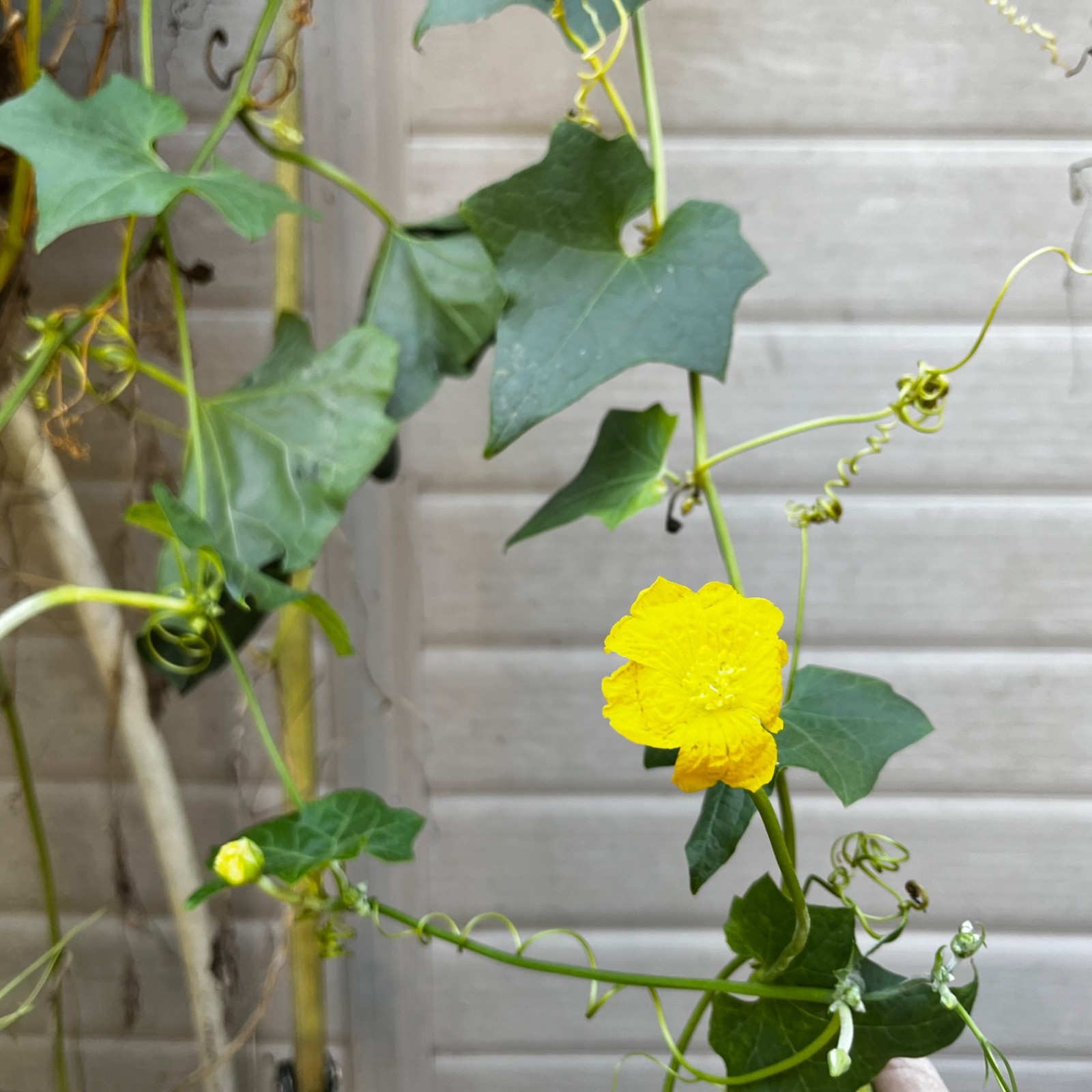 50 seeds – Long Luffa Loofah Gourd Sponge Seeds Non-GMO