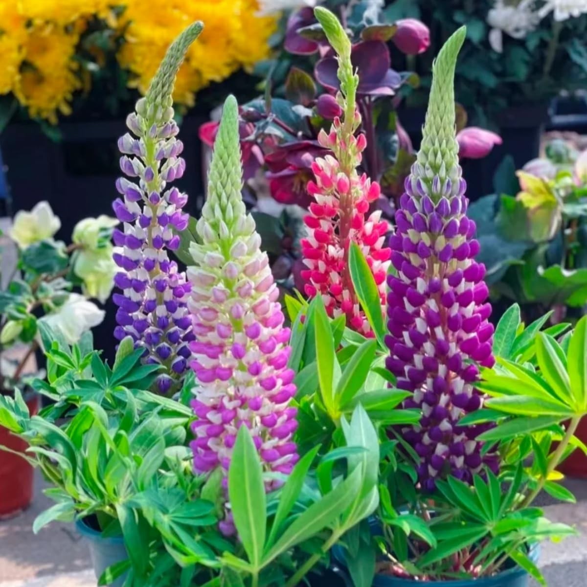 500 PCS Russell Lupine Seeds Mix Color Wildflower Perennial Giant Plants