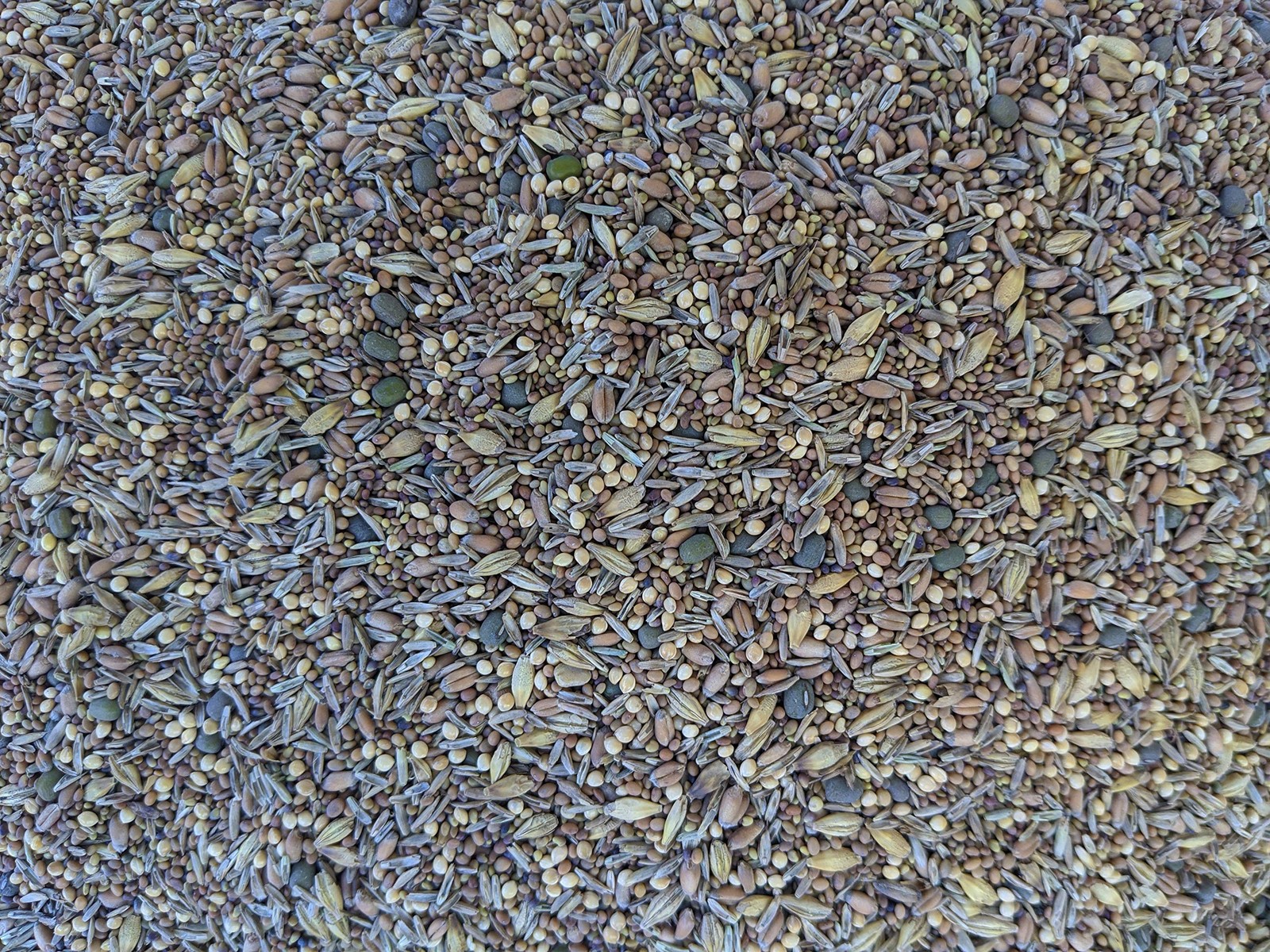 Premium Chicken Pasture Forage Seeds Mix 1 lb Clovers, Grains, Fodder