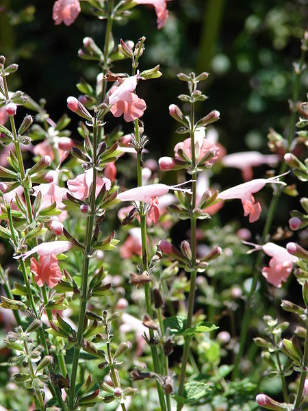 30 CORAL NYMPH SALVIA Coccinea Hummingbird Sage Flower Seeds *Combined Shipping