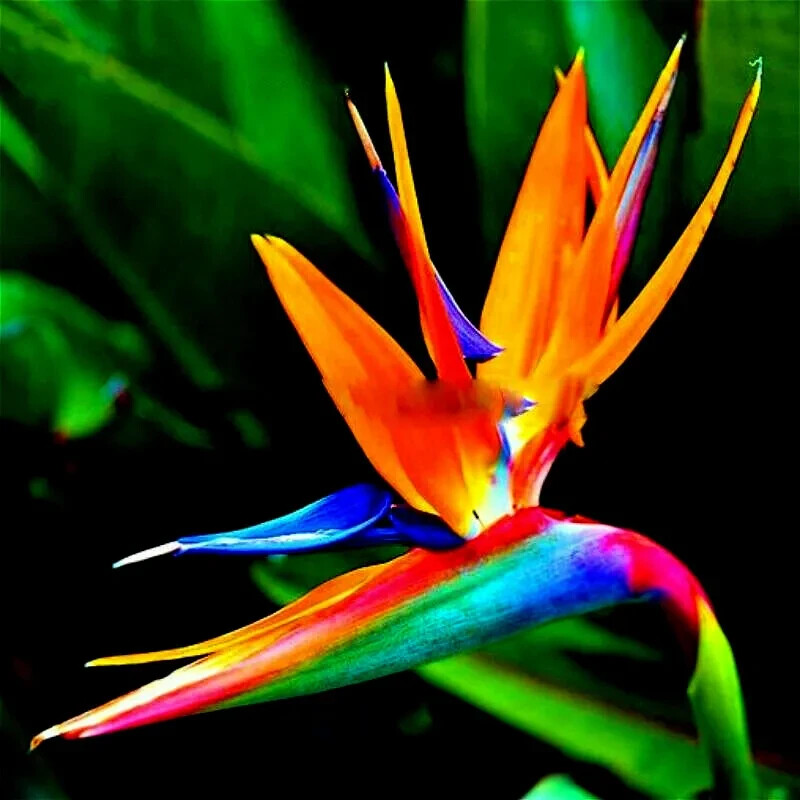ORANGE BIRD of PARADISE SEEDS (Strelitzia reginae) Tropical Crane Flower 10seeds