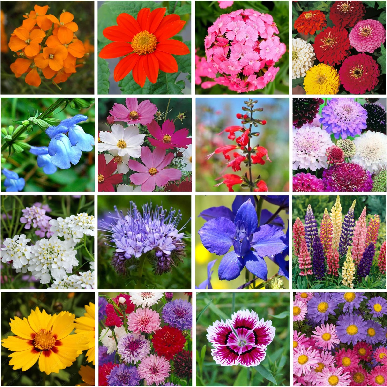 Wildflower Seeds Bulk, 1 Oz. 40,000+ Seeds – Butterfly & Hummingbird Mix