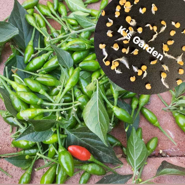 BIRD’S EYE CHILI SEEDS, ỚT XIÊM RỪNG (20 pcs) | Hight Germination Rate |