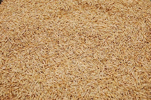 Premium Creeping Red Fine Fescue Grass Seed – 10lb, Oregon Grown, No Fillers, Sh