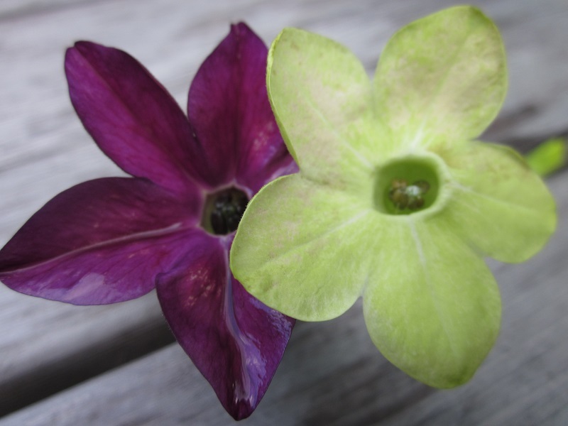50+ PURPLE & GREEN NICOTIANA FRAGRANT FLOWER SEEDS MIX / RESEEDING ANNUAL