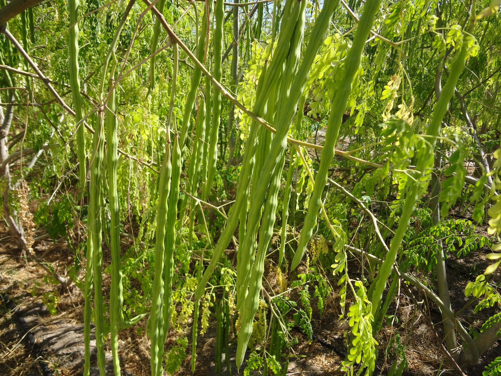 SUPER SPECIAL!! MORINGA Oleifera STX-2 Extremely Productive Organic-Grown SEEDS
