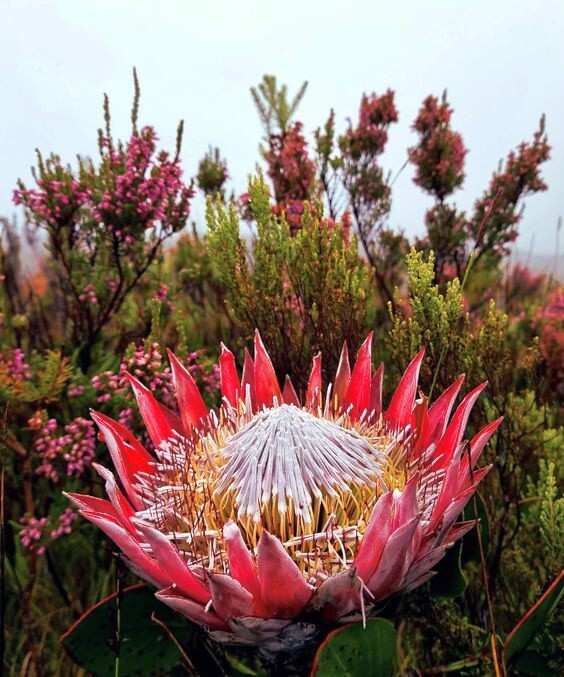 10 KING PROTEA CYNAROIDES SEEDS *GIANT 12″ FLOWERS* Rare Exotic Garden Plant