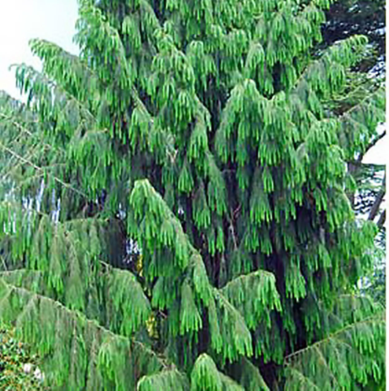 Himalayan Spruce, Picea smithiana, (Morinda Spruce), Tree Seeds (Evergreen)