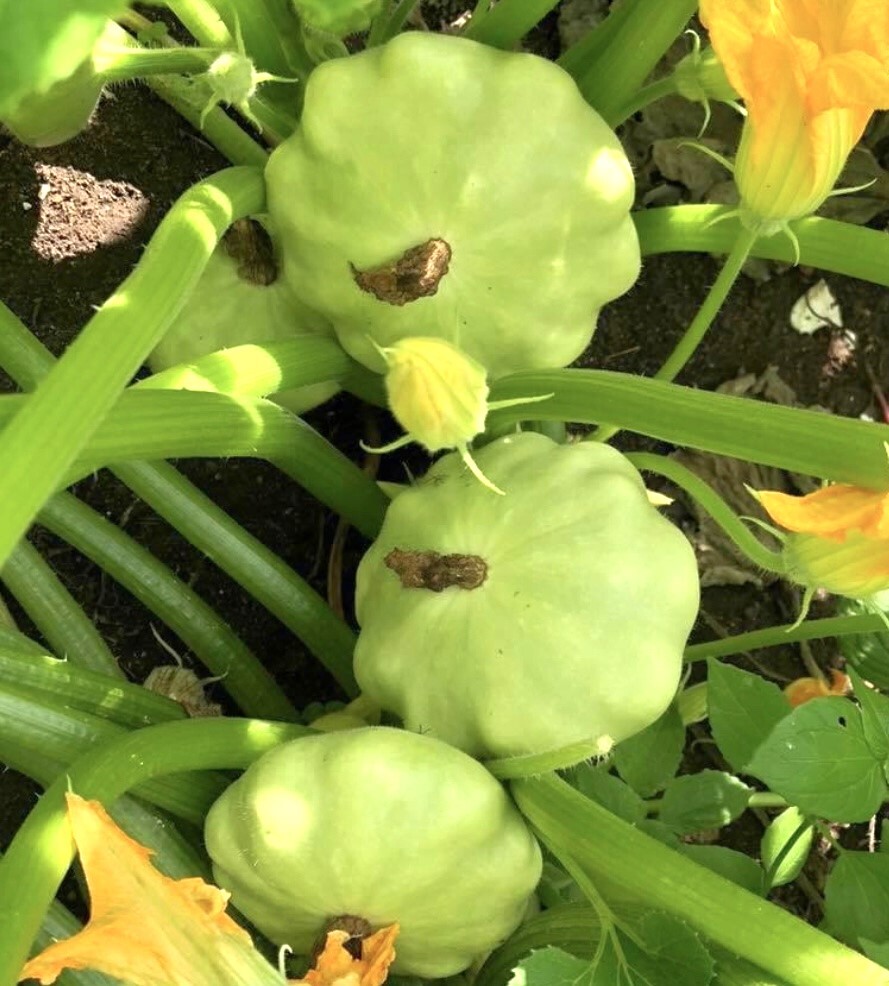Bennings Green Tint Summer Squash Seeds | Heirloom | Organic | Rare | Patty Pan