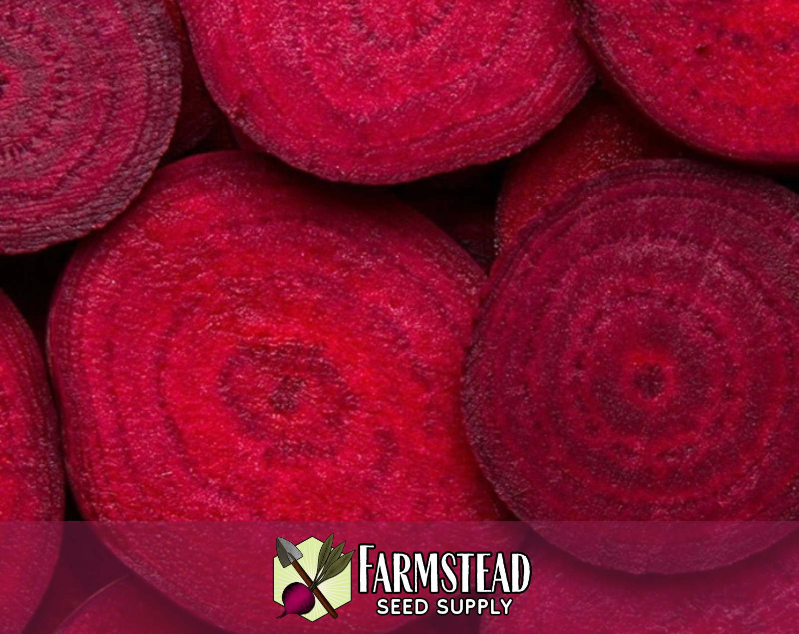 925+ Beet Seeds [Ruby Queen] Vegetable Gardening, Seed Packet, Heirloom Non-GMO
