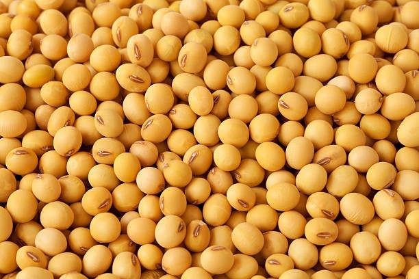 Iron Clay Peas Wildlife Food Plot Seeds are a fast-growing annual pea variety
