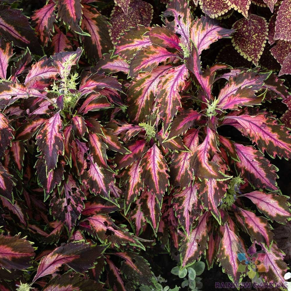 25+ Premium Sun Coral Candy Coleus Seeds for Garden – USA – FREE SHIPPING!
