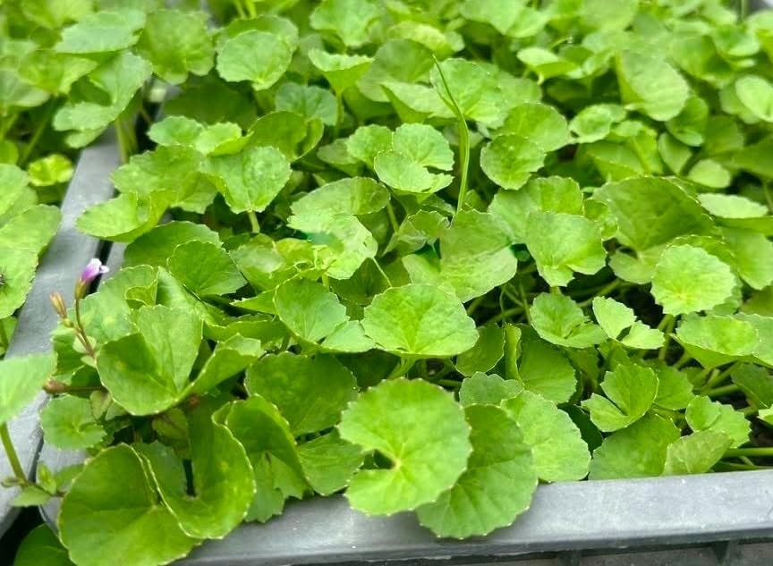 1200 Centella Seeds – Gotu Kola, Rau Má, Centella Asiatica, Asiatic Pennywort, I