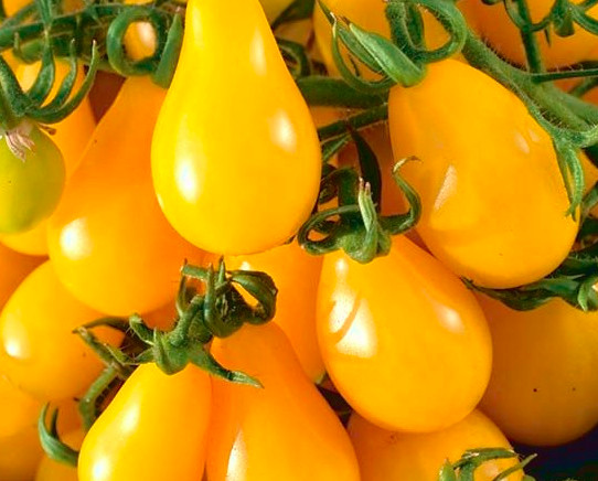 30 Organic Yellow Pear Heirloom Tomato Seeds, FREE SHIPPING