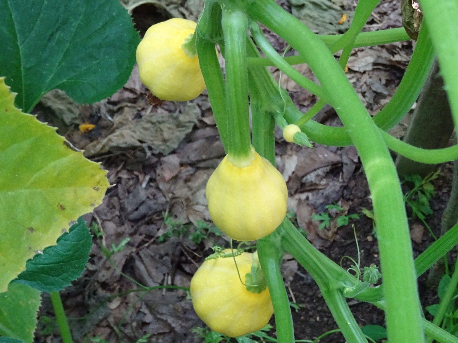 Lemon Squash 10+ Seeds Organic FRESH from 2023 Non-GMO