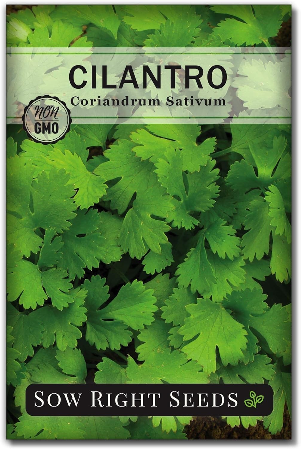 Heirloom Cilantro Seeds Non GMO Indoor Outdoor Planting Packet with Instructions