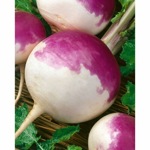   1200 Purple Top WHITE GLOBE Turnip Seeds THANKS FROM POPPA IN THE GARDEN