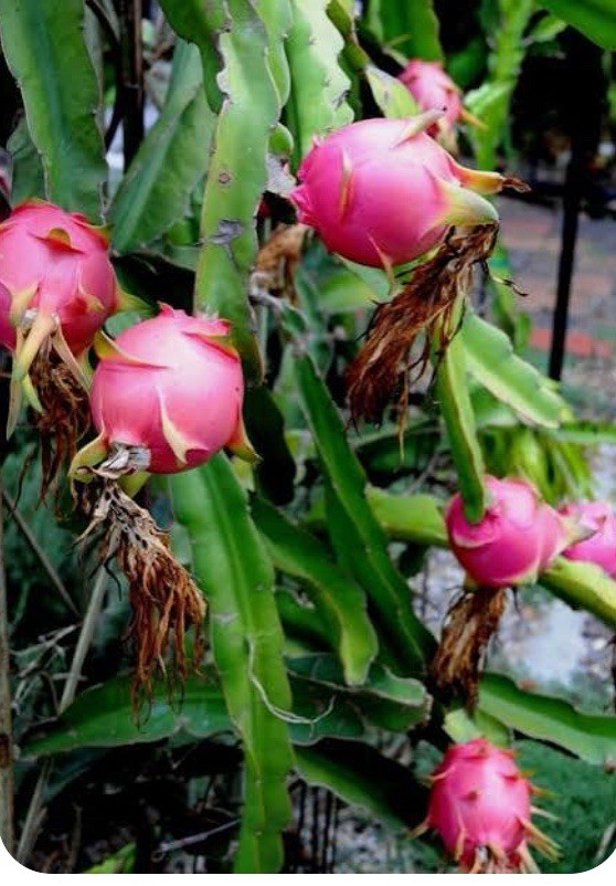 White Dragonfruit seeds (100+ seeds)