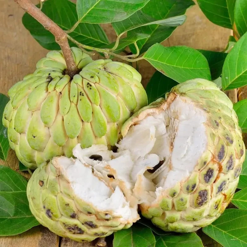 10 pcs Sugar Tree Seeds for Planting – Annona Squamosa