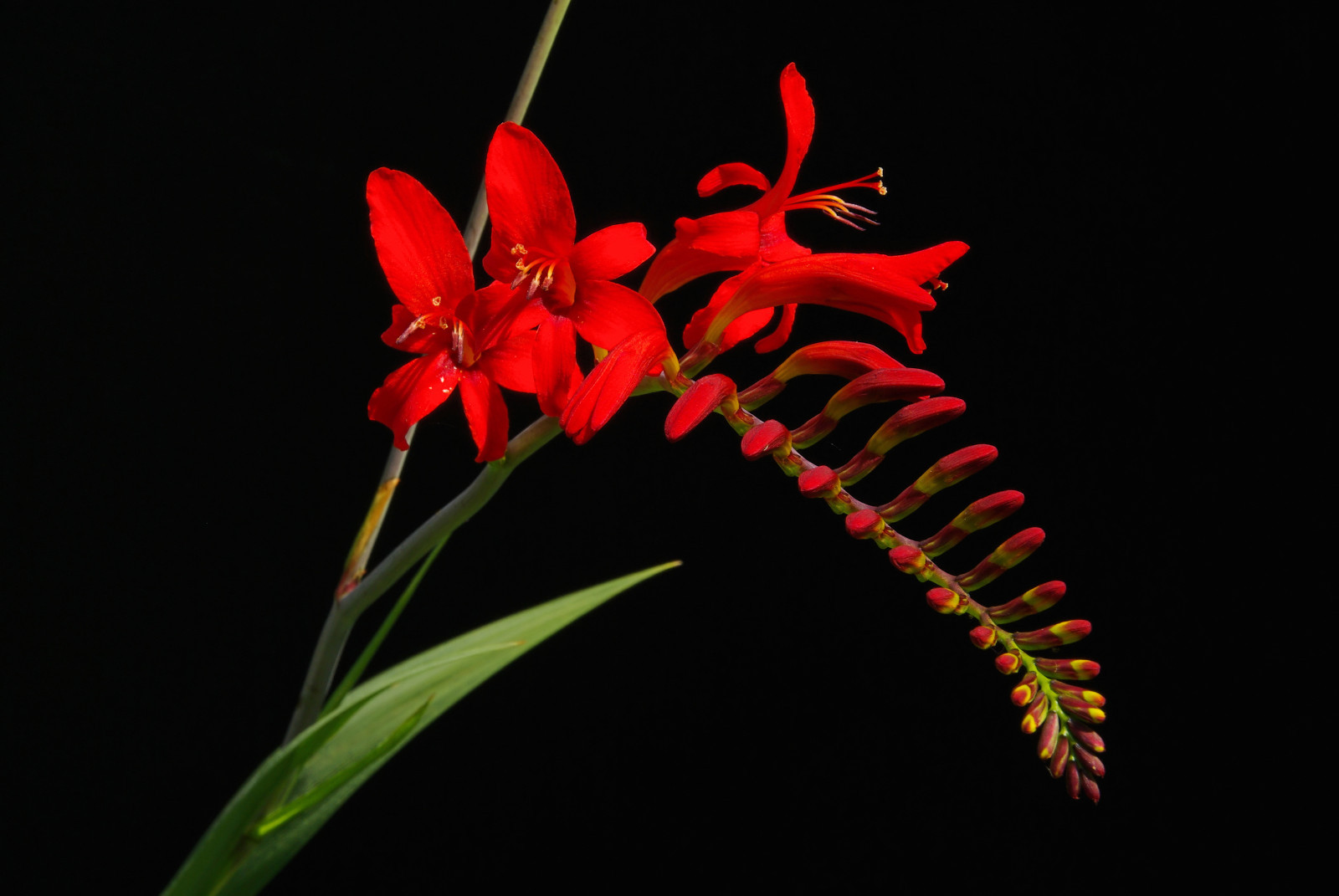 crocosmia lucifer. 112 SEEDS, bright red flowers, EZ to grow seeds, USA seller