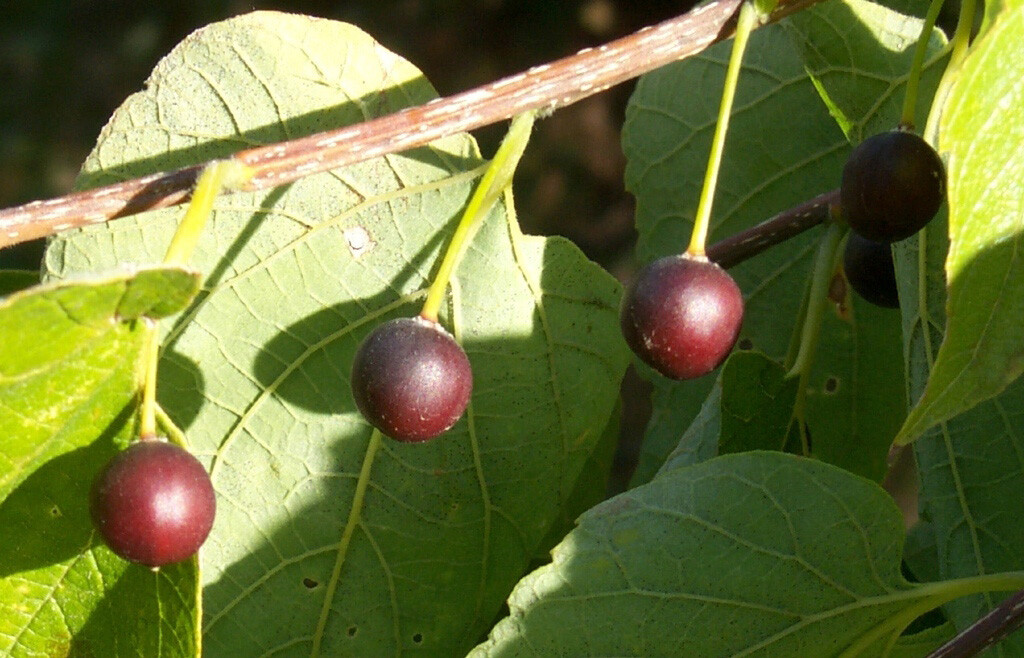 Hackberry, Celtis occidentalis, Tree Seeds (Fast, Hardy, Fall Color, Edible)