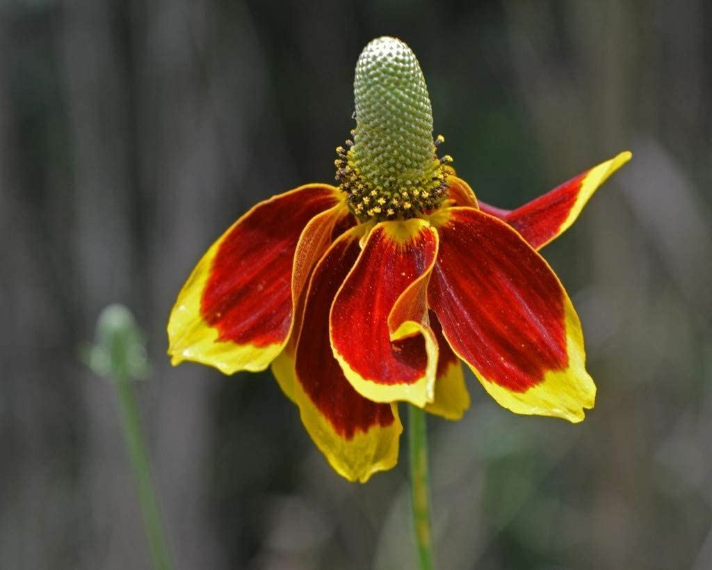 Mexican Hat, Yellow Mexican Hat Flower Seed, .”Cool Beans N Sprouts” Brand.