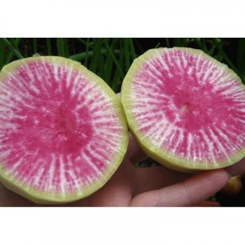 Red Heart Daikon Radish