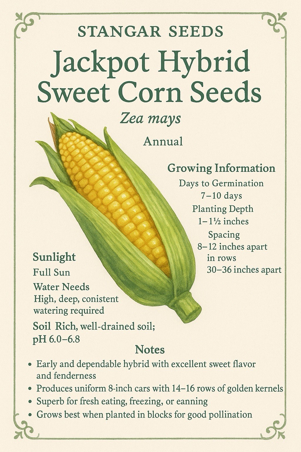 Jackpot Hybrid Sweet Corn