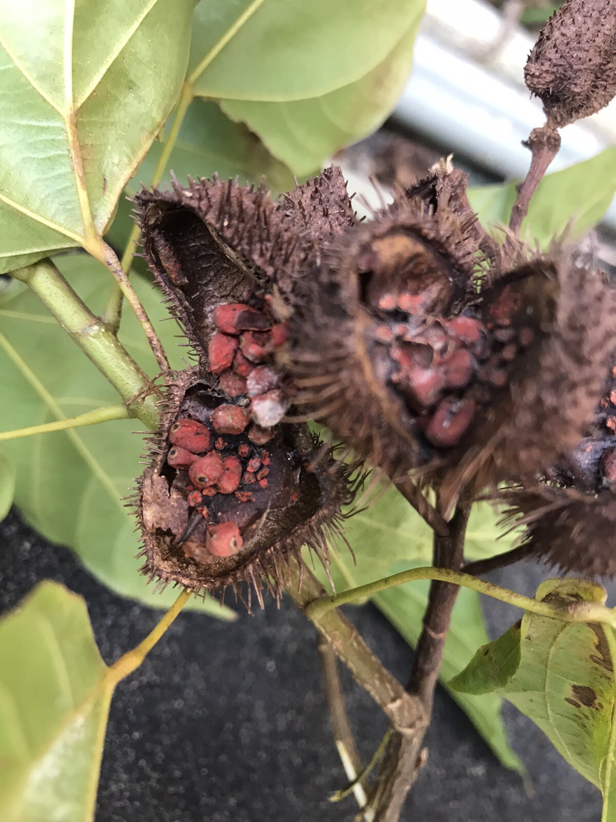 3-4 Onz Leaves. Orellana * Annatto * Achiote * Lipstick Tree * Tropical *