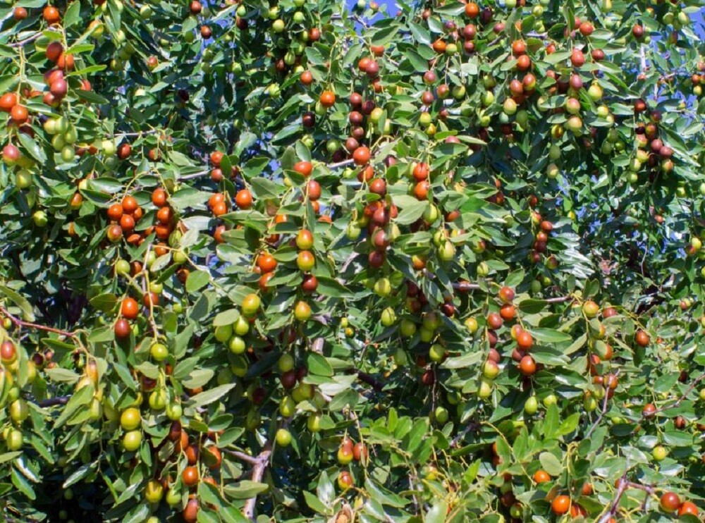 Jujube Seeds – Ziziphus jujuba – Chinese Red Date TCM Fruit Tree Planting Seeds