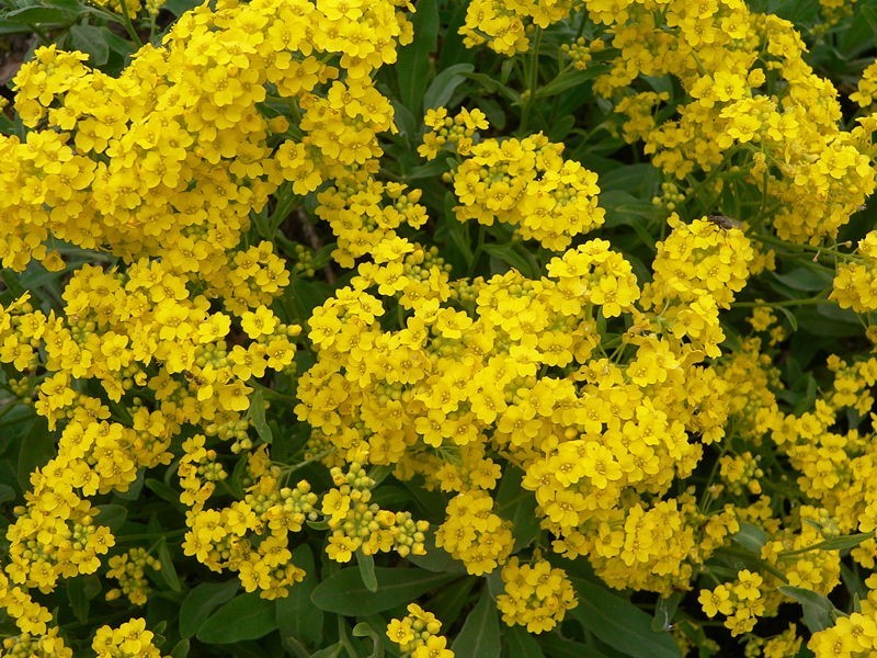 300 seeds Basket of Gold Alyssum Aurinia organic Perennial Yellow +gift