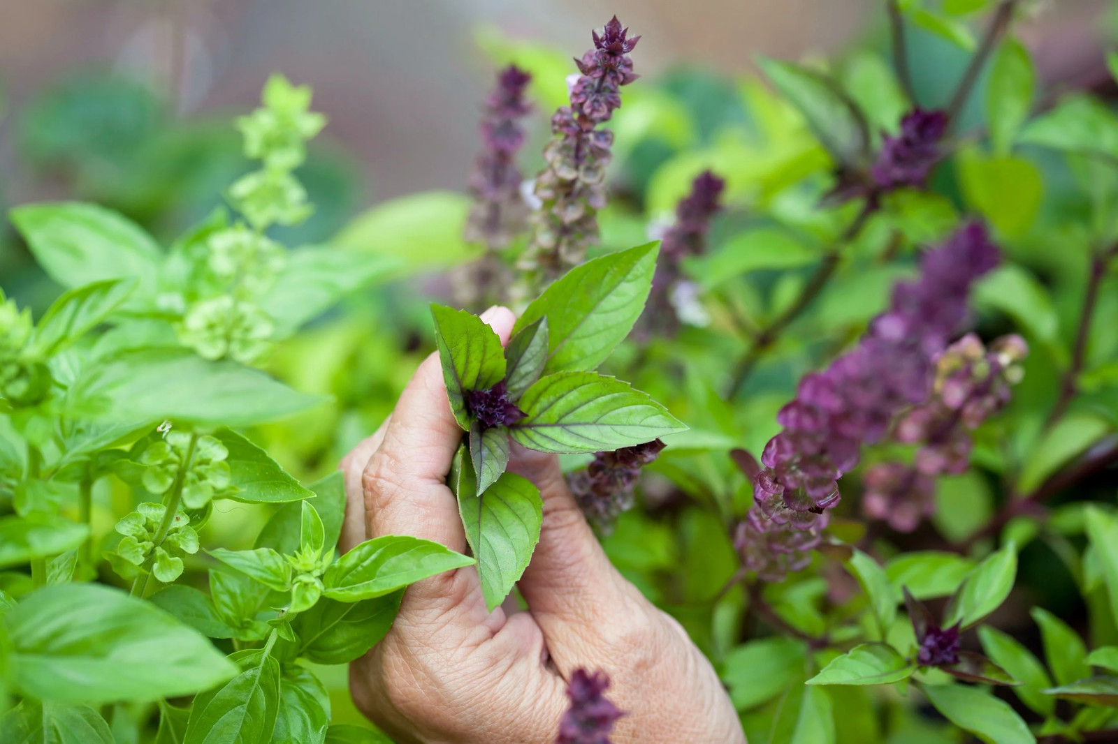 1000 CINNAMON BASIL Ocimum Basilicum HERB Flower Seeds
