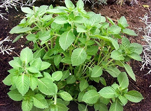 100 Indian Rama Tulsi Holy Sacred Basil Seeds Green Leaf Heirloom Non-GMO Tul…