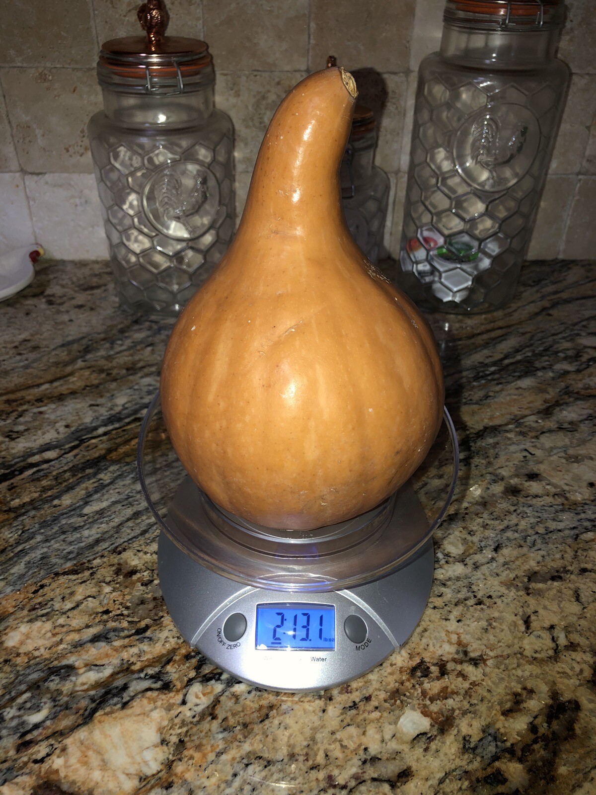 25 Native Florida Seminole Squash Pumpkin seeds Cucurbita moschata
