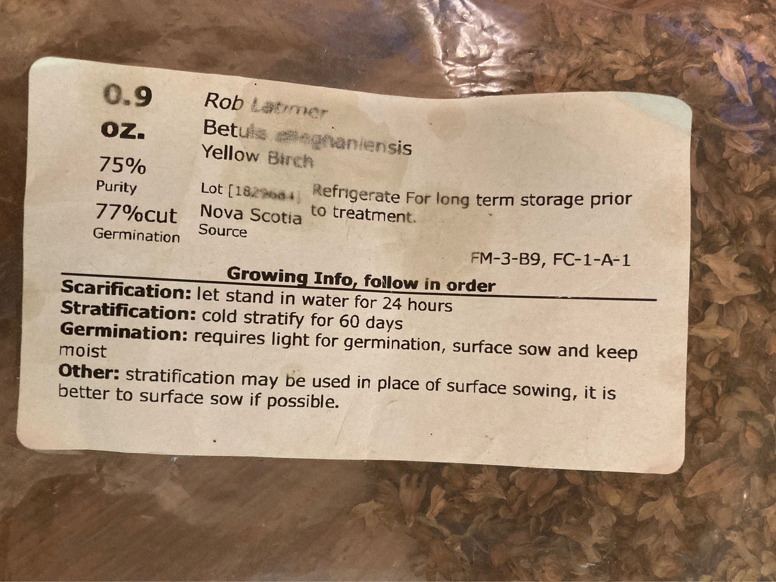 Yellow Birch Seeds Betula Alleghaniensis Tree Seeds Seed Pretreatment Grow Guide