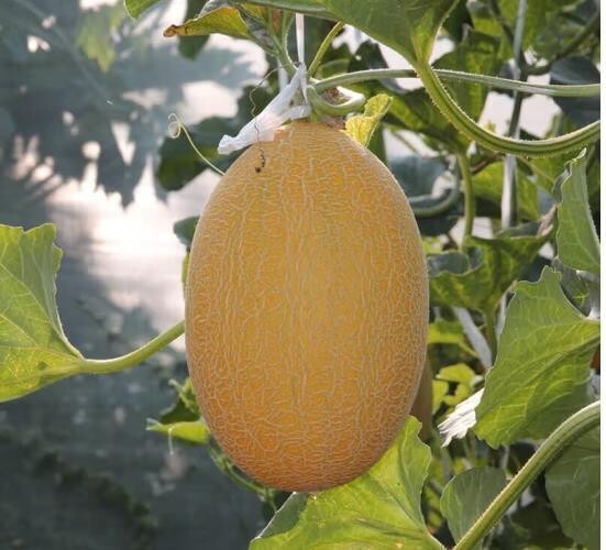 10 Golden Hami Melon Seeds. Organic. USA Seeds. Ships free