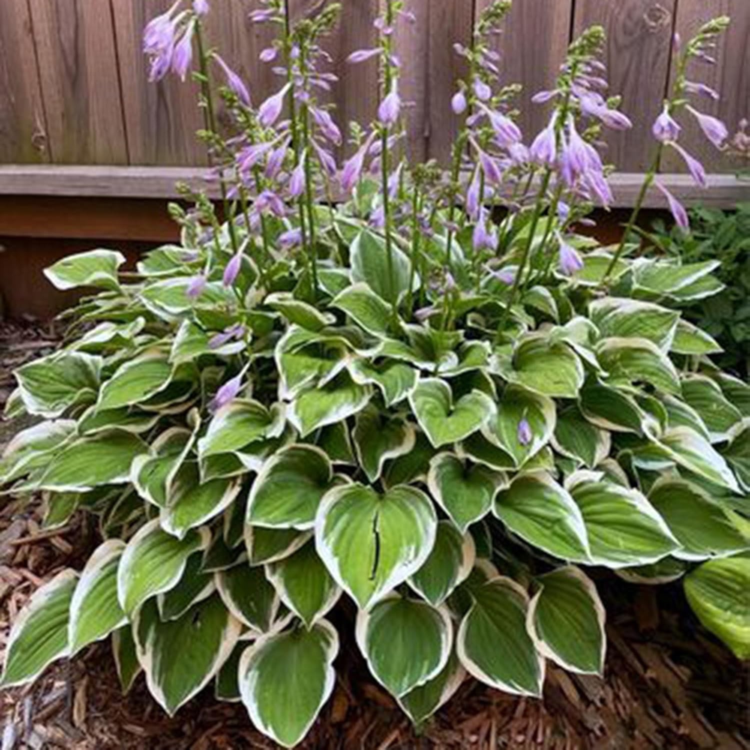 Hosta Seeds for Planting, 300+ Mixed Color Perennial Seed, Mix …