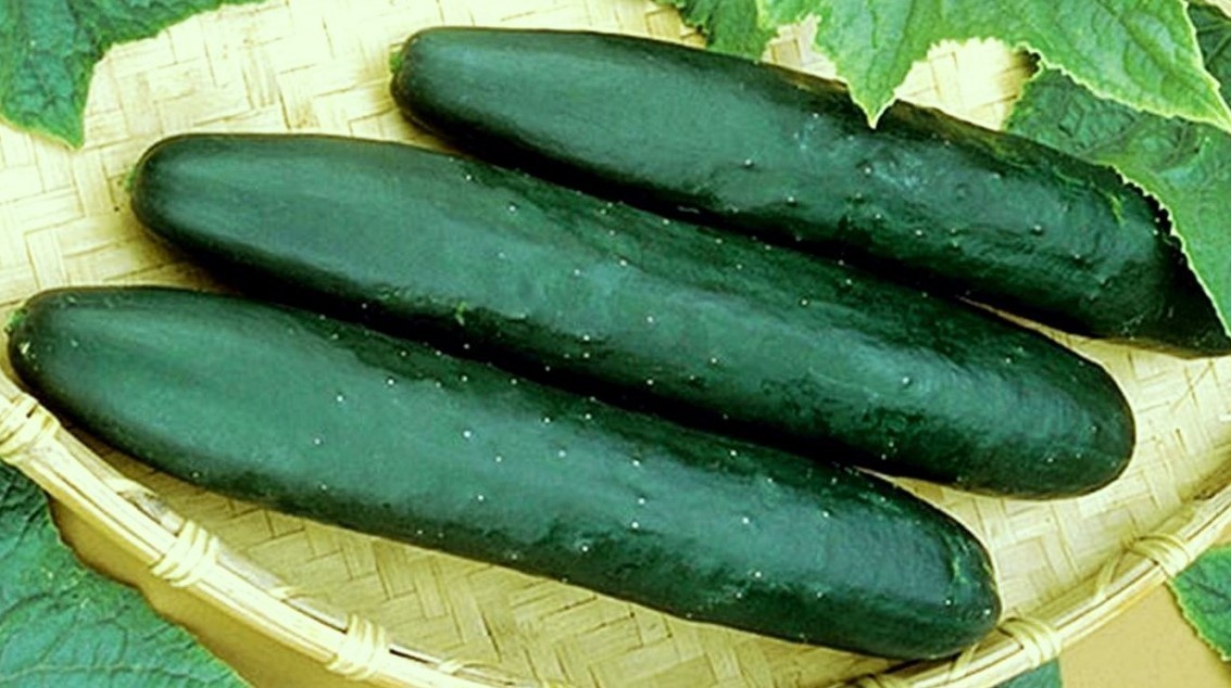 1/2 oz Cucumber Seeds, Straight 8, Non-Gmo Heirloom Seeds, Eat Them Fresh, 500ct