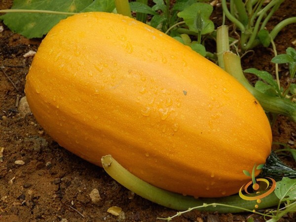 50+ SPAGHETTI SQUASH SEEDS – WINTER – HEIRLOOM – ORGANIC – NON GMO ——- FRESH