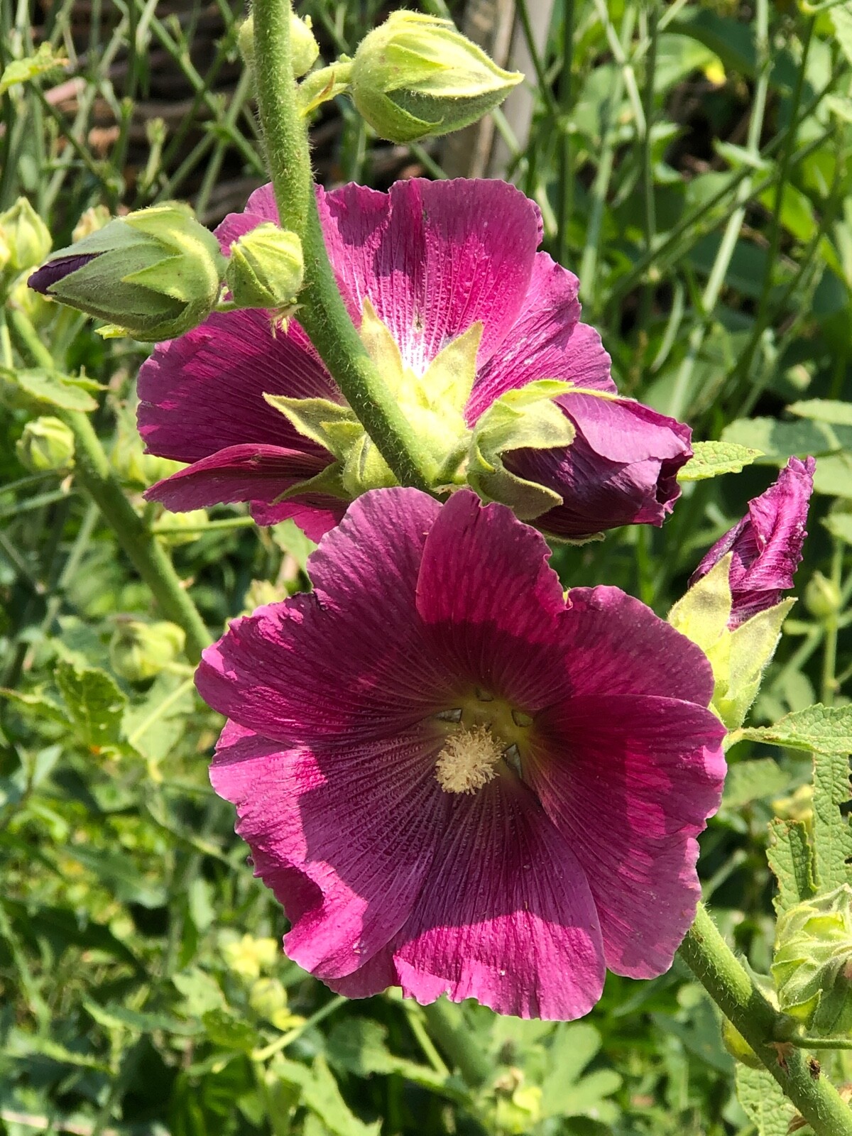 FRESH SEEDS Heirloom Old Fashion HOLLYHOCK Single Color Mix*Organic*Pollinators!