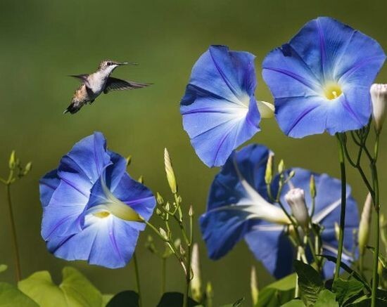 10 MORNING GLORY Seeds Heavenly Blue Ascending Vines Bell Flower Climbs Zone3-10