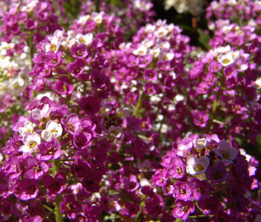 ALYSSUM ROYAL CARPET PURPLE Lobularia Maritima – 2,500 Bulk Seeds