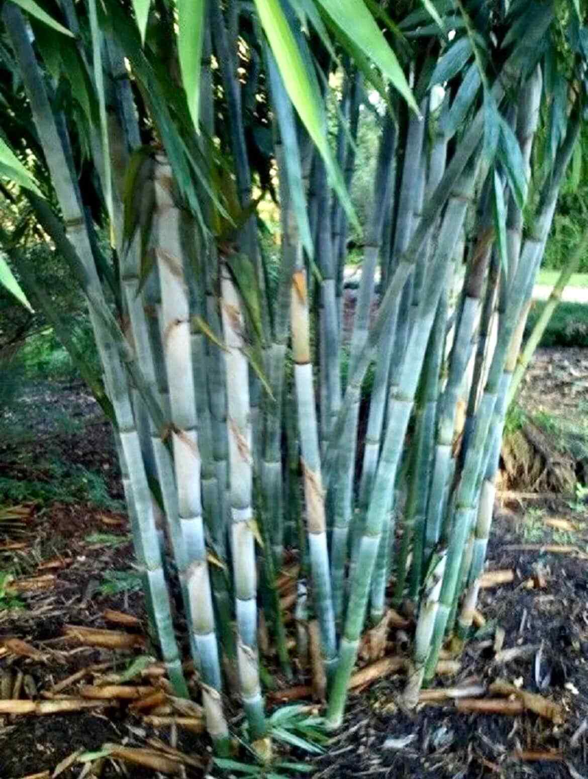 Red Bamboo Seeds ~ Fountain ~ Privacy Climbing ~ Cyrtostachys Renda Tree