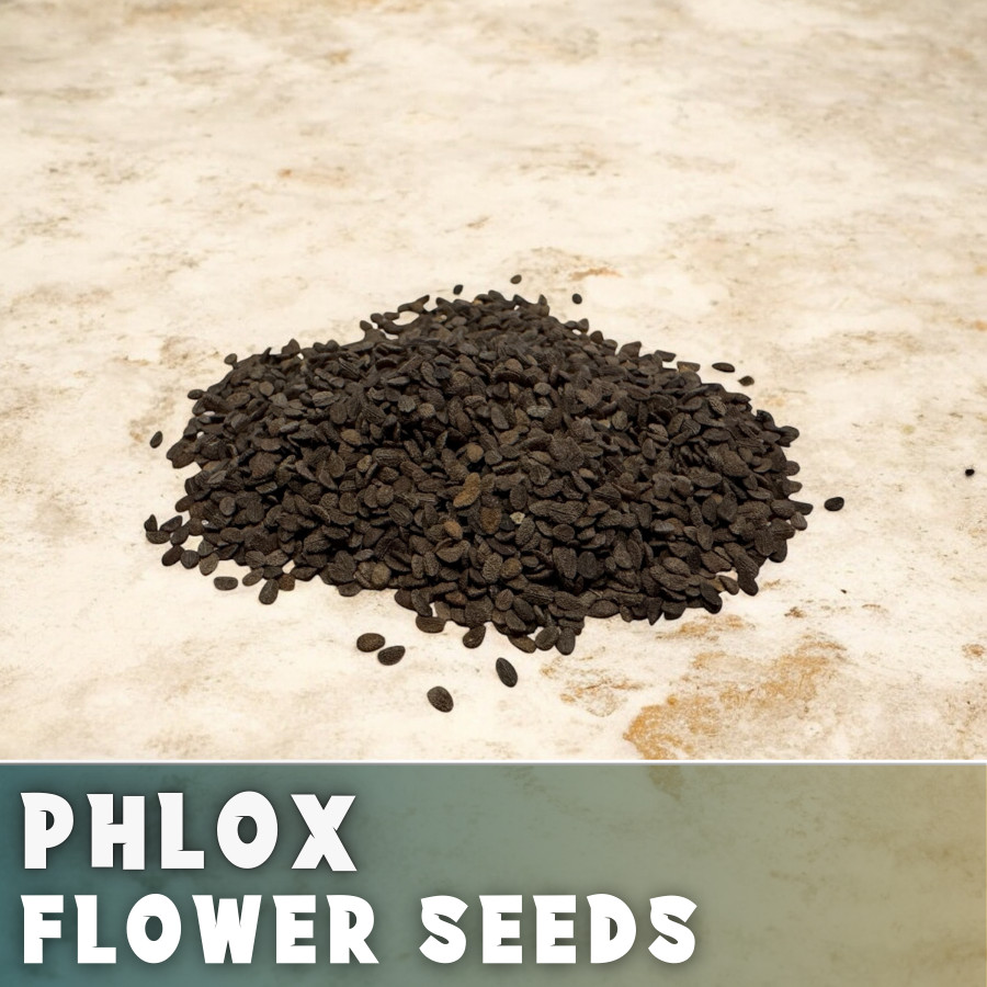 Phlox Seeds – 125 Seeds – Berry Glow – Garden Bloom Annual Flower Seeds