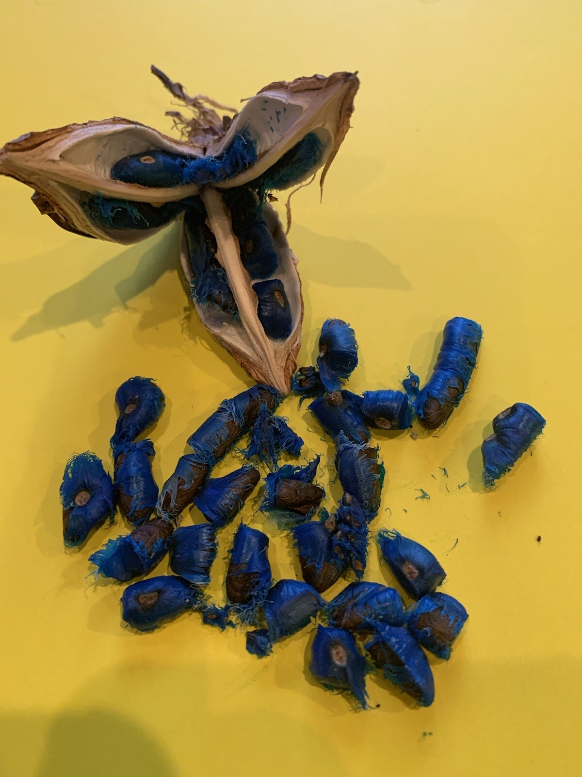 500 Fresh Traveler’s Palm Seeds