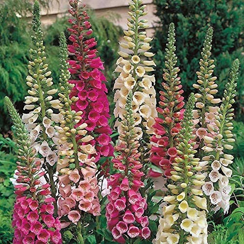 5000 seeds Digitalis Purpurea Foxglove Foxy Wildflower Seed – AAS Winner