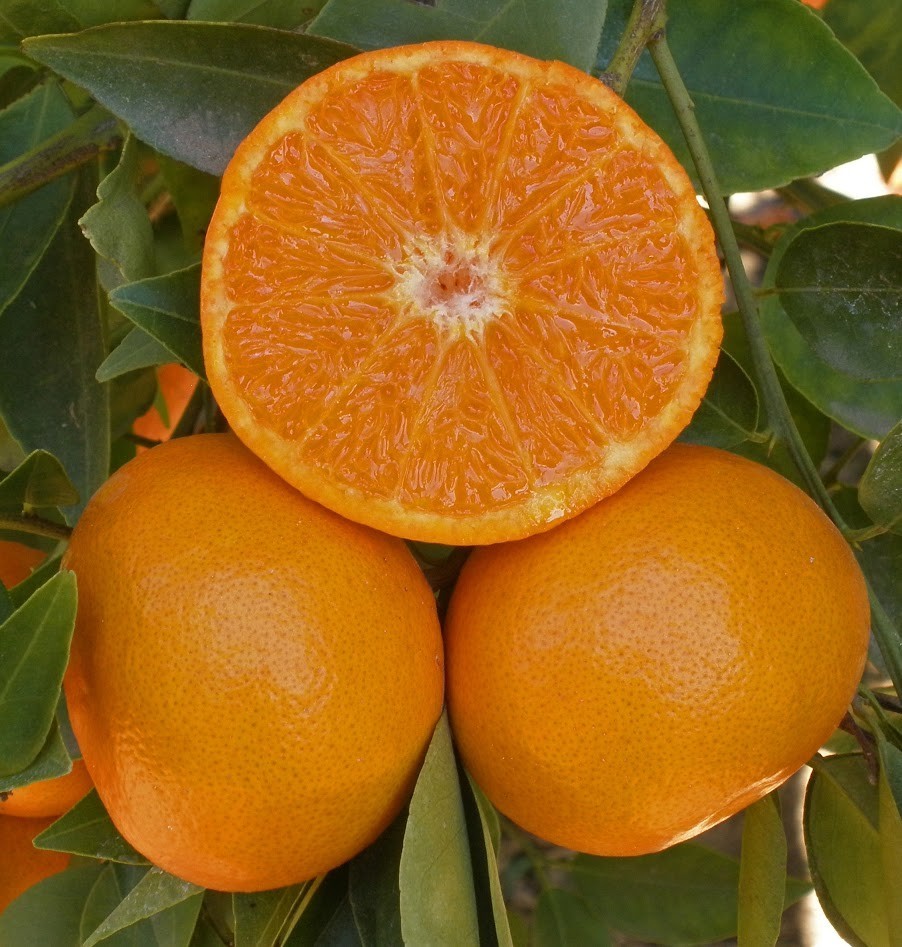 1 (One) Live Plant of “SATSUMA OWARI” – ORANGE about 35-40″ in 5 Gallon